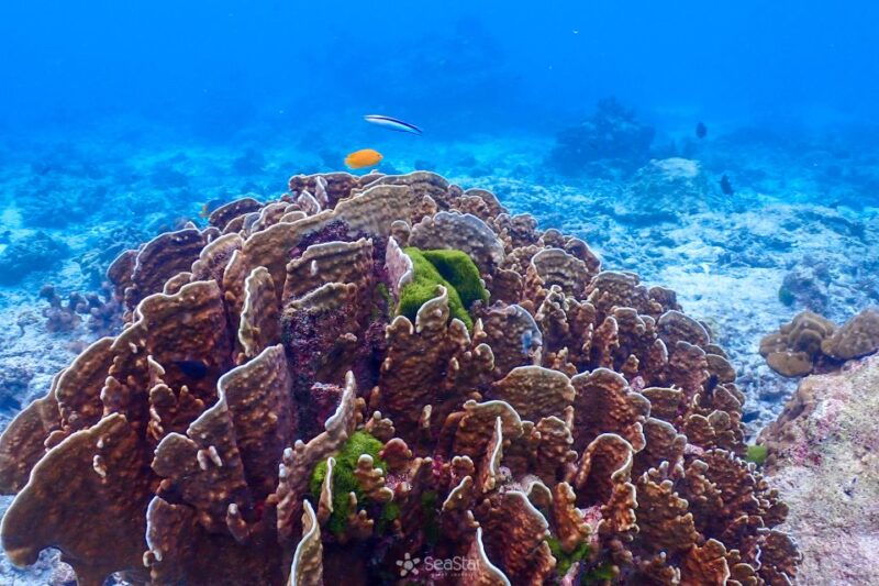 phuket-similan-island-snorkeling-adventure-full-day-tour