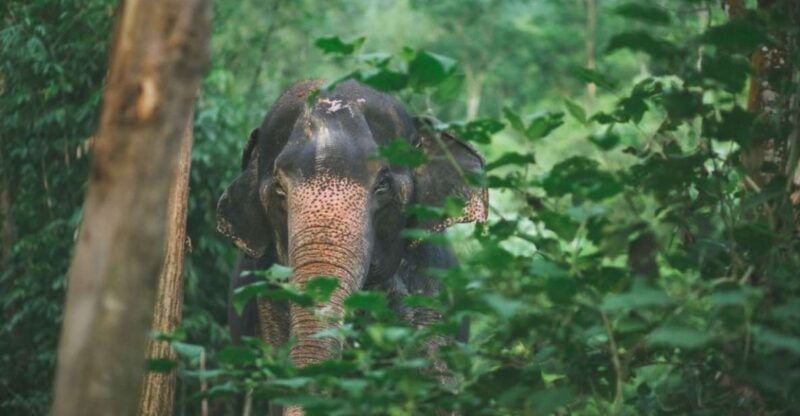 phuket-unique-dawn-ethical-elephant-sanctuary-experience