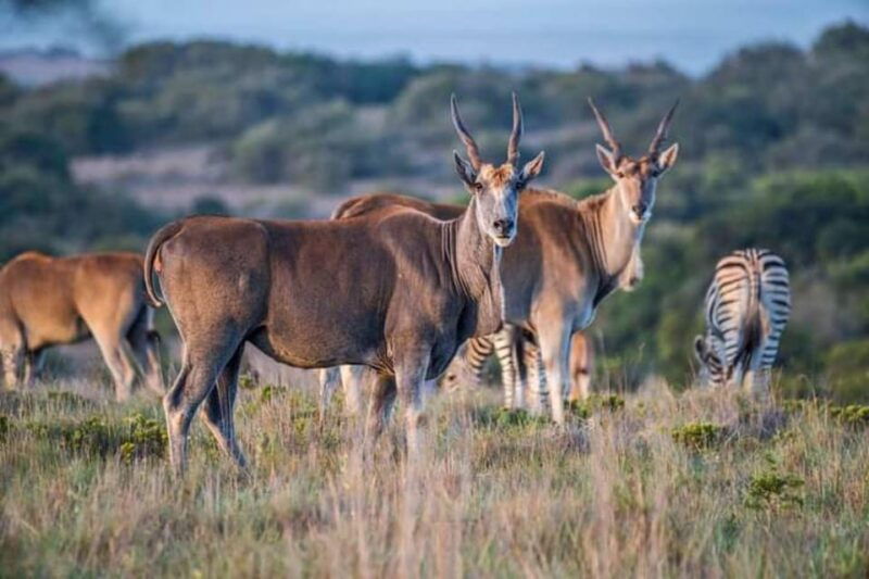 pilanesberg-game-reserve-full-day-safari