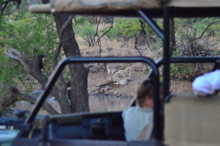 pilanesberg-national-park-6h-game-drive-with-lunch