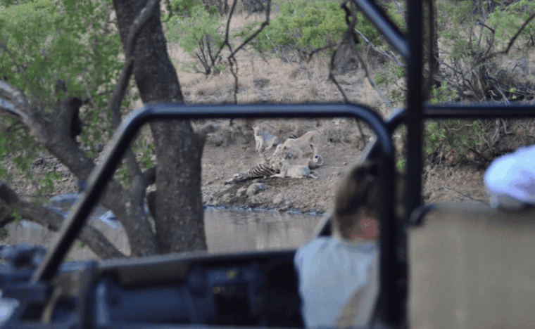 pilanesberg-national-park-6h-game-drive-with-lunch