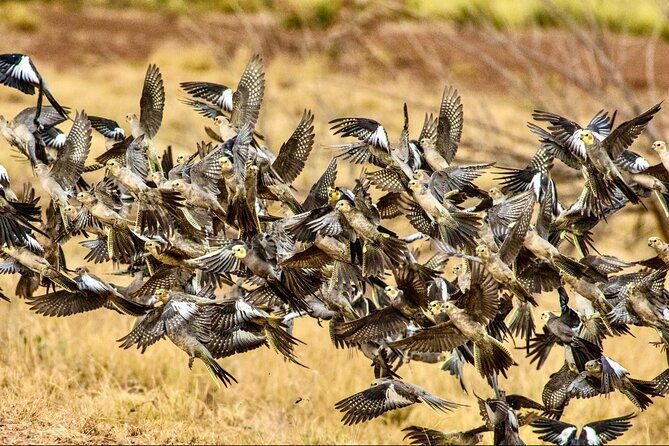 Pilbara Bird Tours - Practical Details and Booking