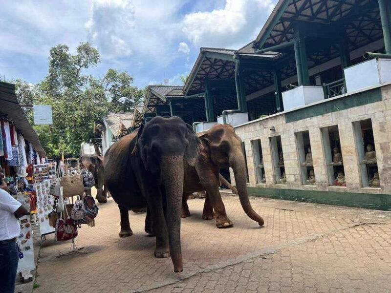pinnawala-day-tour-from-kandy-private-tour