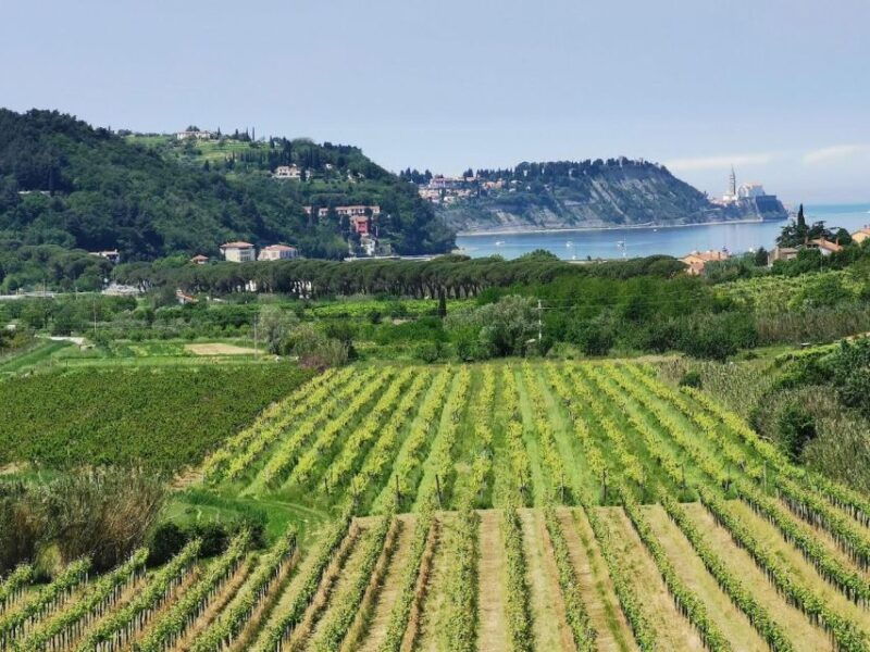 piran-5-course-boutique-food-tour-with-electric-bikes