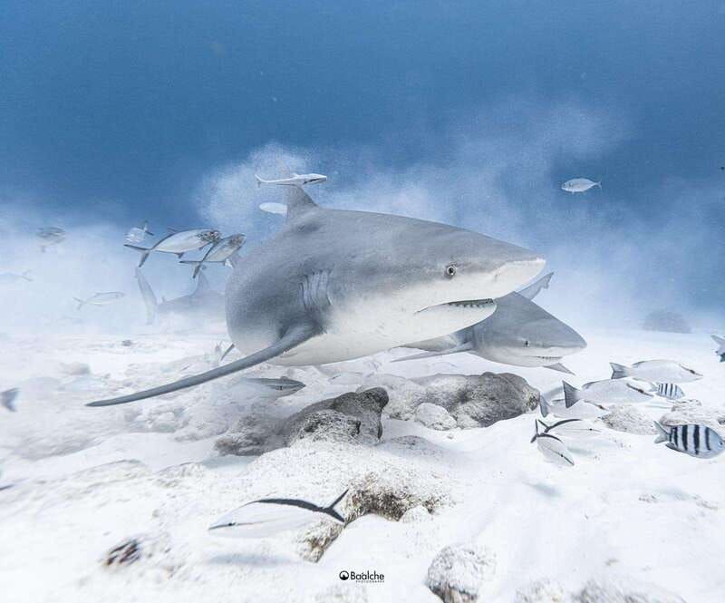playa-del-carmen-diving-with-bull-sharks