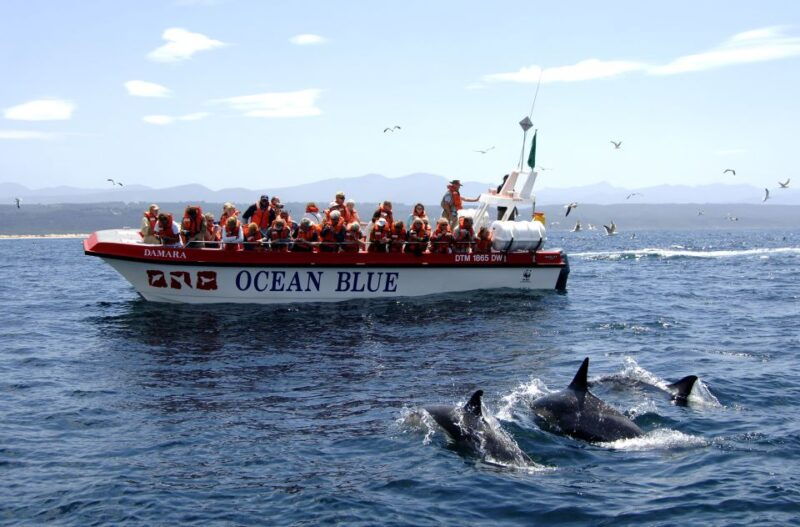 plettenberg-bay-dolphin-and-marine-boat-tour