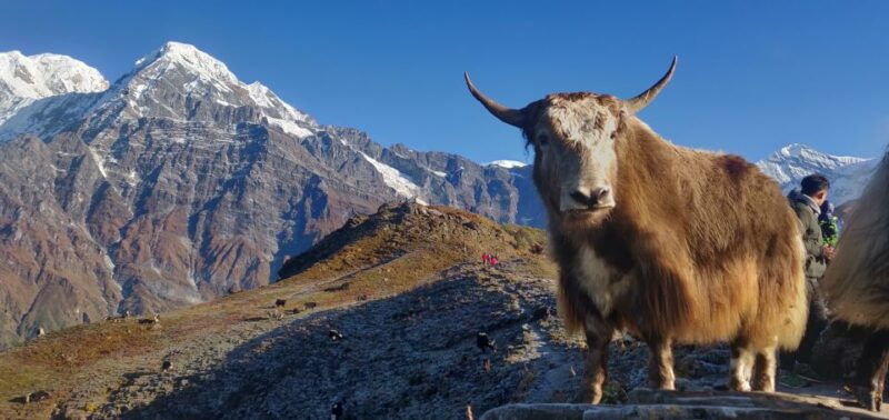 pokhara-5-day-mardi-himal-guided-trek