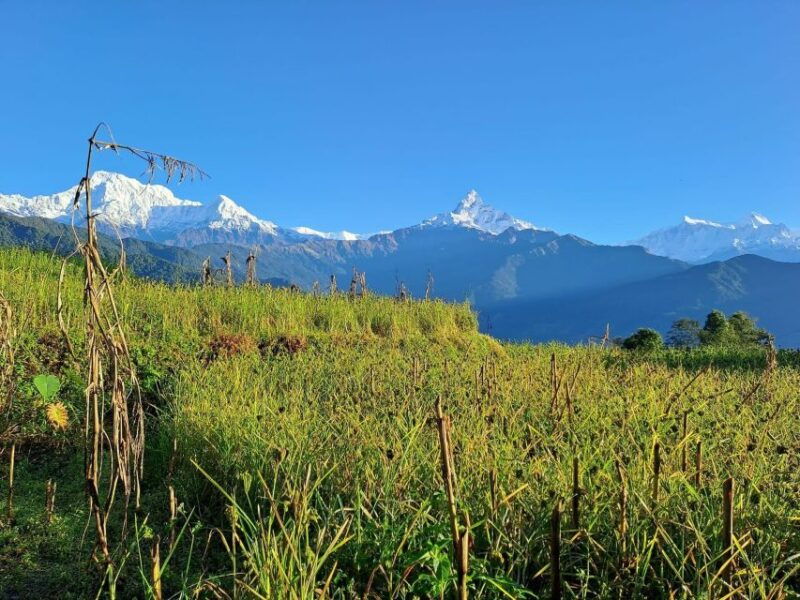 pokhara-australian-camp-dhampus-village-group-join-hike