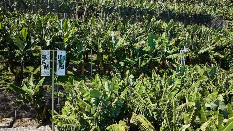 ponta-do-sol-madeira-banana-museum-guided-tour