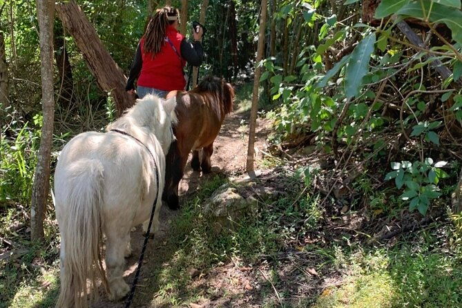 Pony Walking Adventure - The Sum Up: Is It Worth It?