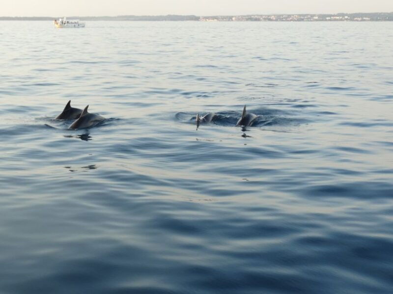 porec-dolphin-spotting-cruise-with-included-drinks
