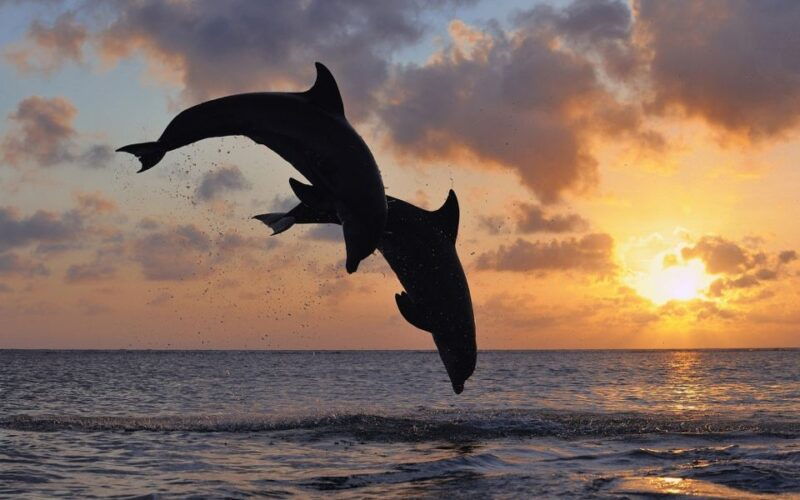 porec-private-snorkeling-tour-with-dolphin-watching