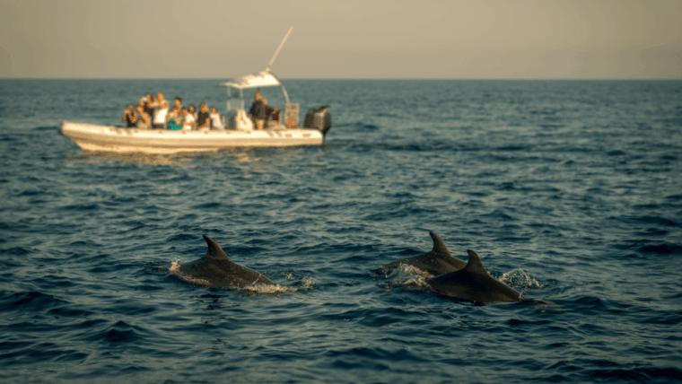 porec-private-snorkeling-tour-with-dolphin-watching