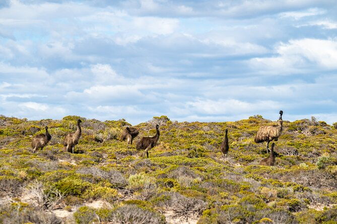 Port Lincoln Full-day Exploration Tour - Who Would Love This Tour?