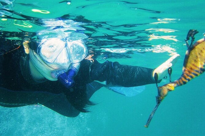 Port Phillip Bay Snorkeling with Sea Dragons - The Sum Up: Who Will Love This Tour?