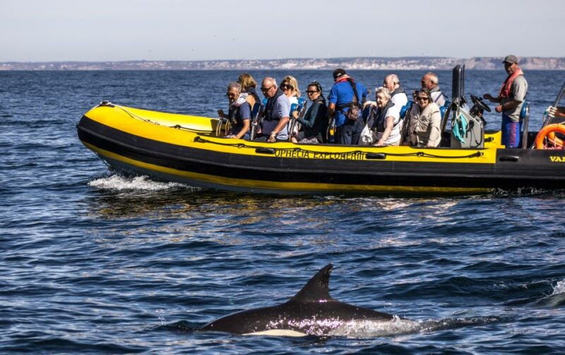 portimao-2-hour-dolphin-watching-boat-tour