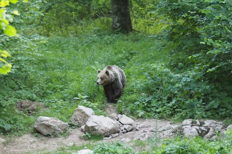 postojna-bear-watching-tour-with-ranger-and-local-guide