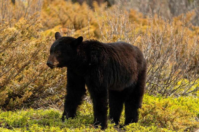 private-bear-country-hiking-tour-4h-adventure