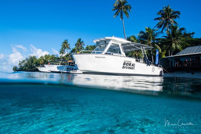 Private Boat for 1 afternoon Dive (beginners or certified divers) - Who Will Love This Tour?