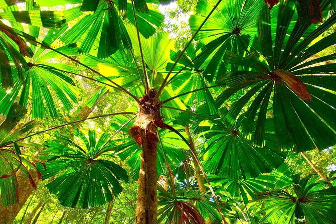 Private Cape Tribulation & Mossman Gorge Day Tour - Practical Details and Value