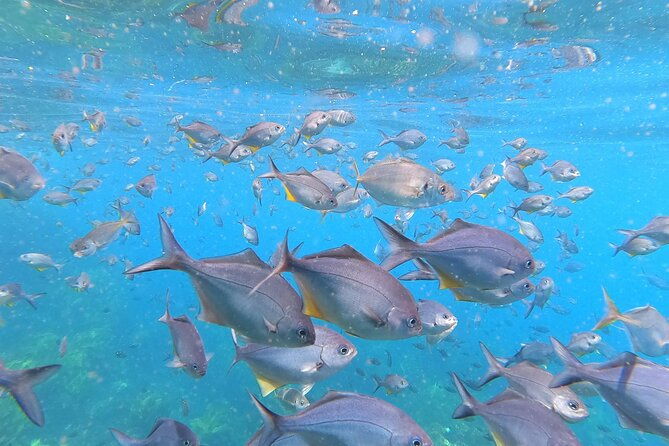 Private Charter 8 Hour Combo: Poor Knights Snorkel and Paddleboard with Fishing - Who Should Consider This Tour?