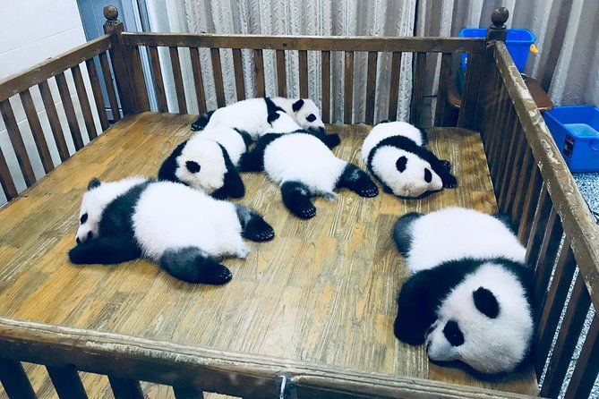 Private Day Tour: Chengdu Panda Base & downtown walking tour - FAQ
