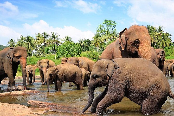 Private Day Trip to Sigiriya, cave and National park Safari Tour - The Sum Up