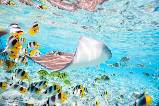 Private Full-Day Lagoon Adventure in Bora Bora with BBQ Lunch - FAQ Section