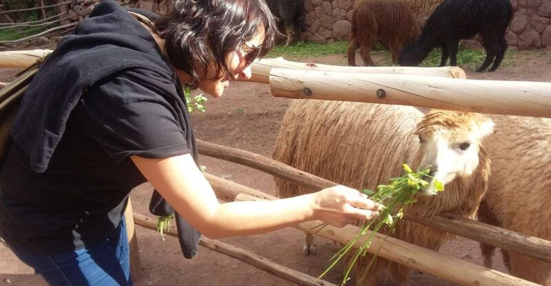 private-full-day-sacred-valley-alpaca-farm-tour