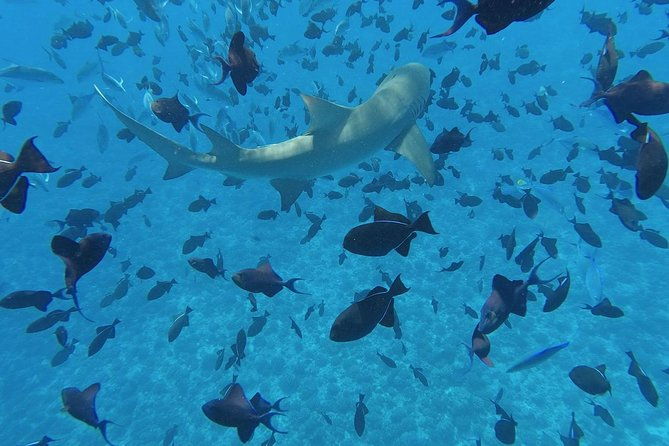 PRIVATE HALF DAY CULTURAL & LAGOON TOUR - Bora Bora Cultural Lagoon Tour - Final Thoughts