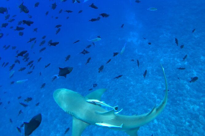 PRIVATE HALF DAY LAGOON TOUR - Bora Bora Cultural Lagoon Tour - Who Will Love This Tour?