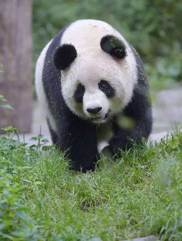 private-half-day-tour-to-chengdu-panda-breeding-center