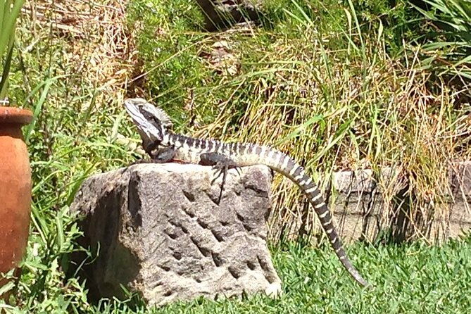 Private Insular Peninsula Tour in Kombi Hippie Van - Authentic Insights from Reviews