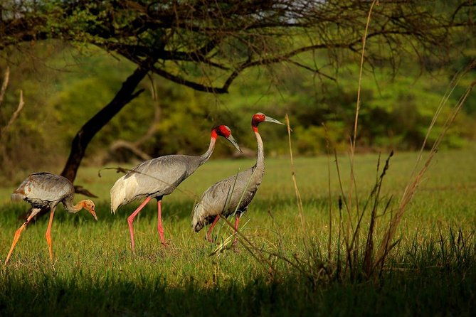 Private Keoladeo National Park Tour sightseeing - All Inclusive - The Sum Up