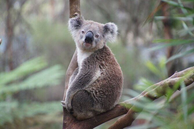 Private Luxury Great Ocean Road 2 Day Tour - The Experience in Perspective