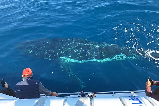 Private Luxury Intimate Whale Watching - Frequently Asked Questions
