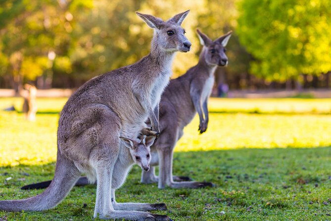 Private Three Day Great Ocean Road Tour - Final Thoughts: Is This Tour Right for You?