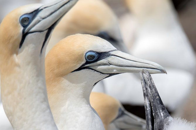 Private Tour [3 Days]: Huka Falls, Lake Taup, Napier, Art Deco, Cape Kidnappers - The Sum Up
