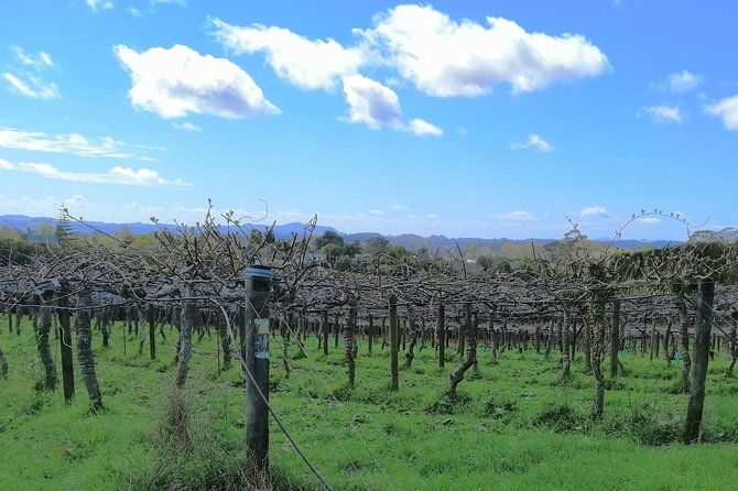 Private Tour: Bay of Islands Tour with Wine Tasting - Final Thoughts