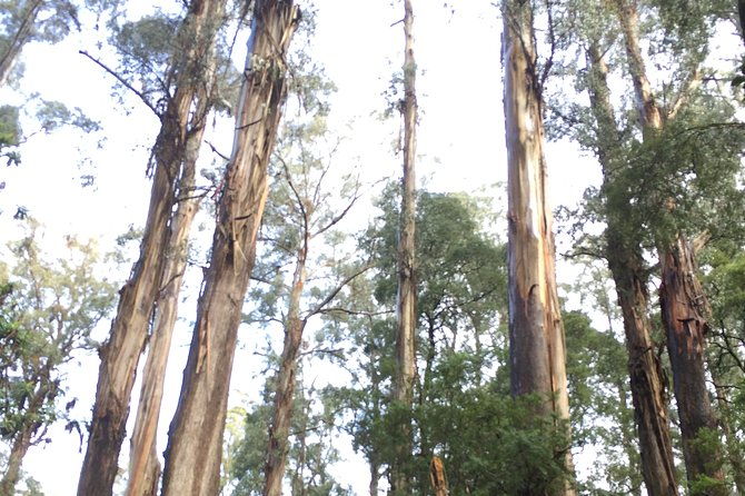 [Private Tour] Healesville Sanctuary Wildlife & Puffing Billy Steam Train - Frequently Asked Questions