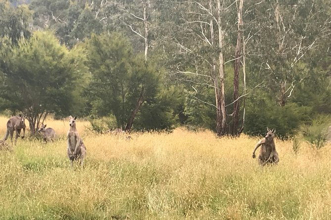 [PRIVATE TOUR] Mount Dandenong and Yarra Valley Winery Tour - Cons and Considerations