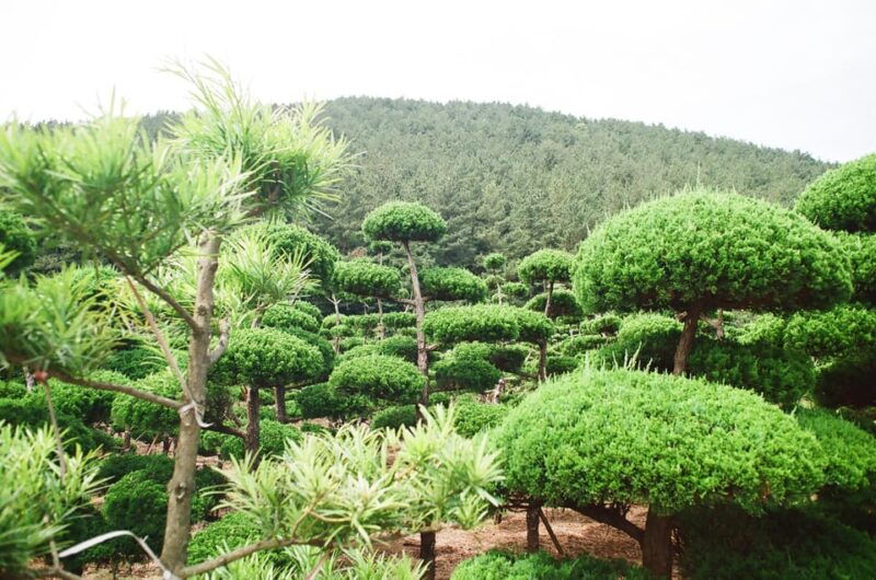 private-tour-of-jeju-island-by-car-at-your-own-pace