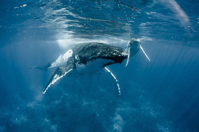 Private Tour Whale Watching BORA-BORA - Who Will Love It?  