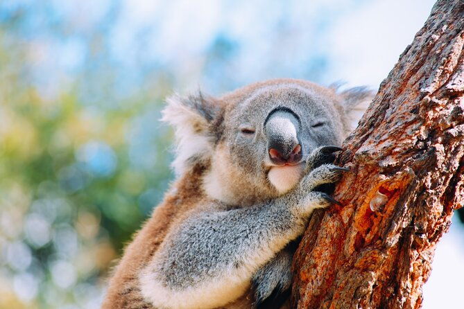 Private Wildlife Waterfalls and Wine Day Tour from Sydney - What Makes This Tour Stand Out