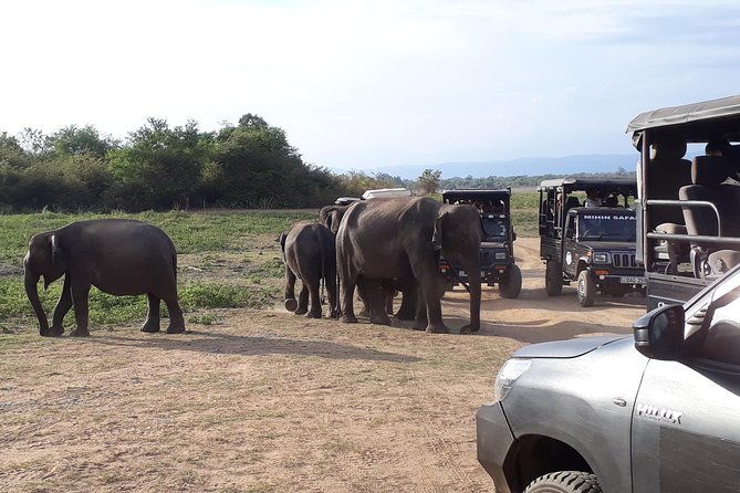 Privet One Day Udawalawe National Park Elephant Safari - Final Thoughts: Is It Worth It?