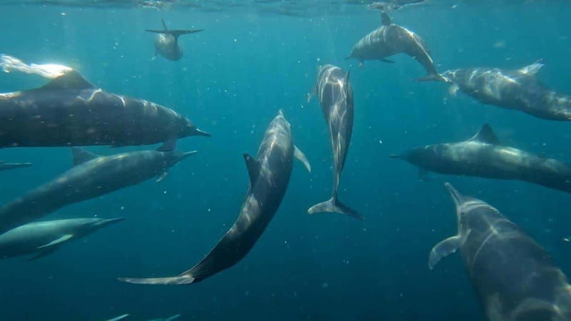 puerto-escondido-the-best-dolphin-watching-adventure