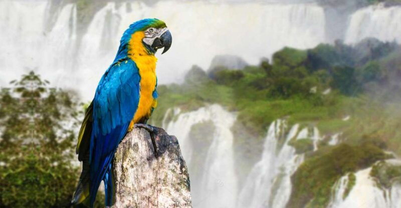 puerto-iguazu-iguaza-falls-brazilian-side-bird-park-tour