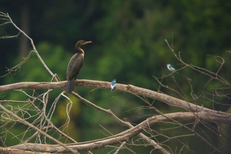 puerto-maldonado-4-day-tambopata-national-reserve-tour