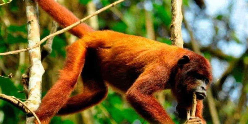 puerto-maldonado-kayak-and-zip-line-adventure-monkey-isla