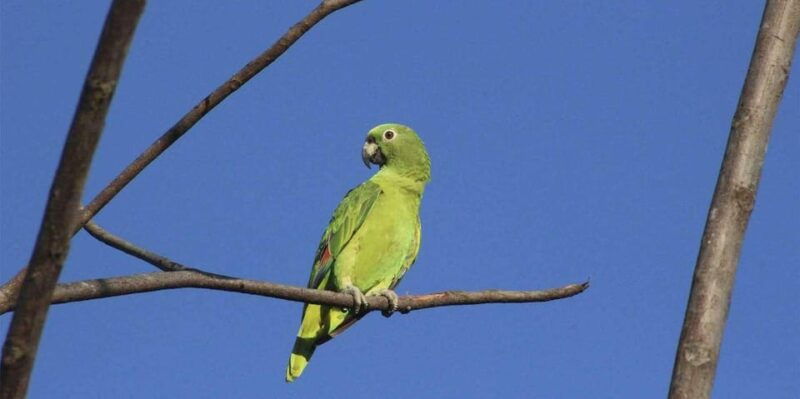 puerto-maldonado-parrot-and-macaw-clay-lick-excursion